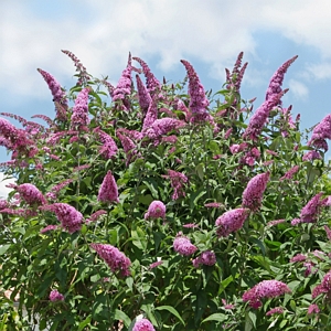 Pink Delight Buddleia